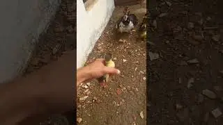 mam&atilde;e pata cuida muito bem dos seus filhotes