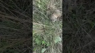 Слепыш гуляет в поле