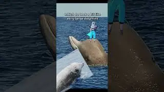 Have You Ever Heard of the Bottlenose Whale?!