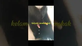 ciri-ciri kambing hamil muda #short
