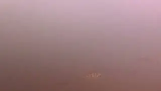 Round Goby Searching