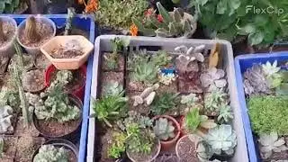 OFEPLANTAS EN BUCARAMANGA. 