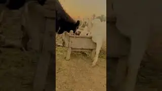 Goats Eating Together 🐐 | Peaceful Wildlife Farm Scene | Satisfying Animal Video