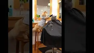 Barber Puff FAILS&hellip; Jiumi Goes BALD 😱✂️ | 泡芙理髮師大失敗，啾咪變禿頭氣炸了😱✂️ EP227 #petshorts #funny #cat
