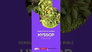 💦Hyssop The REVOLUTIONARY Healing Herb of the Bible 💦 #cleansing #bible #bibleverse #hyssop
