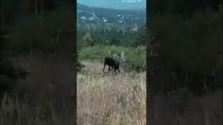 MOOSE FIGHT TO THE DEATH! #bluecollarcarnivores  #alaska #outdoors #moose