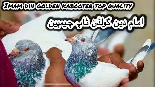 Imam din golden kabooter top quality + imam din diamond kabooter + mehron walay + ch walay teddy