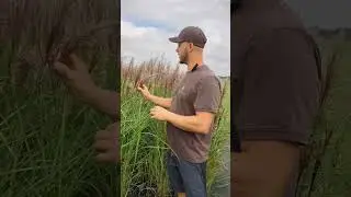 🌾 Miskanty kwitnące na czerwono