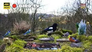 Birds for Cats to watch: Cat tv 😻 Magpie at the feeder 🐦  4K HDR  🐶 PET tv