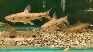 #台灣首次引進#Rhytiodus_microlepis #橫斑幽靈鉛筆#悠遊魚坊yoyofishroom