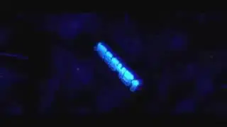 New intro be flipper40_FR