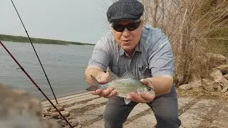 Feeding Frenzy! Utah Lake White Bass