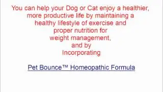 Anti Inflammatory for Dogs   Dog Arthritis Medicine Review