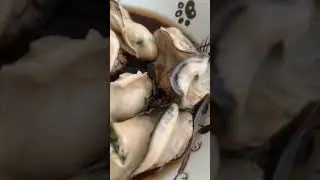Yummy Oyster 🦪 #amazing #asmrsounds #satisfyingvideo #viral #yummy #oyster