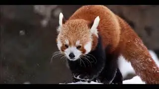 red panda slide show