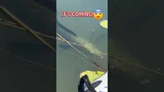 Огромная рыба #рыбалка #большаярыба #ловлябаса #морскойрыболов