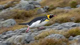 Yellow-Eyed Penguin: Masters of Antarctic Rock!
