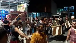 urso marrom teimoso de São Lourenço da mata -pe