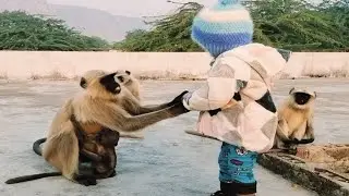 Monkey Animal Video With Little Girl Radha || Baby Funny Video || King Kong Sejar