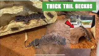 Thick Tail Geckos!!