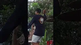 #SyahibaSaufa #onepromusic #pemudagazhellabersatu #banyuwangihitz