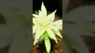 Godfather OG Autoflower#day 37