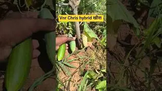 Chris hybrid खीरा #farming कृष हाइब्रिड खीरा निराली हाइब्रिड खीरा बरसाती #farmin