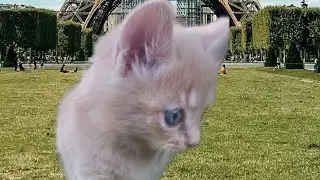 The Funniest Cat Moments of 2026