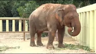Elephant  Kulen Prom Tep Wildlife Sanctuary