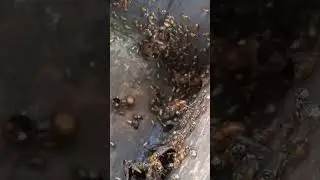klanceng Langka, jenis sarawakensis #stinglessbee #klanceng #galogalo #honeybee