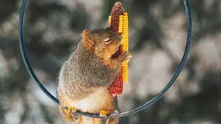 Squirrels Love Corn!  (Snow day at the park)