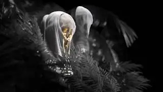 Veiled Virgin