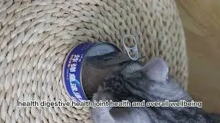 cat canned staple food and treat food