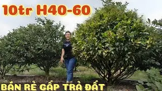 Thu hồi đất bán rẻ 200 cây tiếc quá 0868575768 anh Ba bao bông H40-60 vườn mai vàng Bình Lợi Bonsai