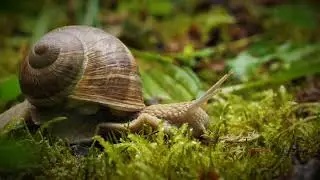 Exploring Lush Vegetation Around the World