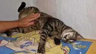 Make friends (or enemies) with every cat if u do this!