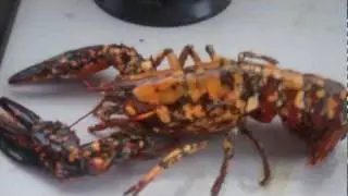 Calico Lobster....Rare...1 in 30 million