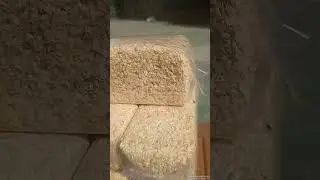 lignocel for animal bedding snake reptile