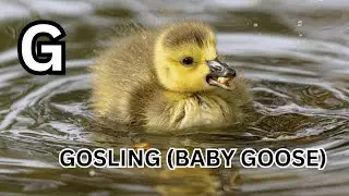 Baby Marine ABCs: Explore Sea Creatures from A to Z#alphabetsong #english #kids