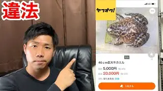 ヤフオクの落とし穴！売買すると違法になる生き物を徹底解説