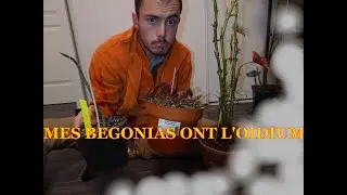 MES BEGONIAS ONT L'OÏDIUM