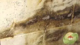 How to Identify Mold in Your Home in Long Beach CA