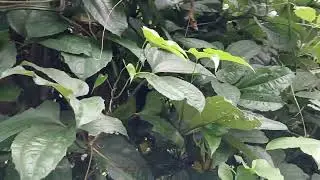 Ugu after harvest for a month.