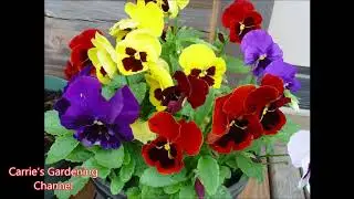 Colossus Blotch Mix Pansy review, What Do Clossus Blotch Mix Pansies Look Like