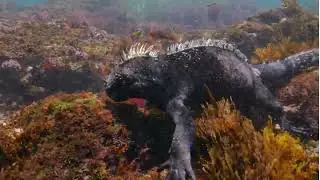 &iquest;Qu&eacute; son los reptiles? 🐢 | Aprende sobre el reino animal