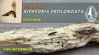 P&iacute;lovka Xiphydria prolongata - požerok