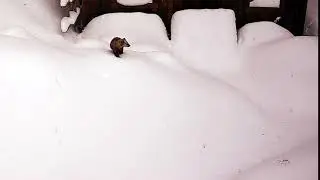 A Marten.