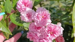 Молоді і чудові троянди флорибунди🌹🌹🌹🌹🌹🌹🌹🌹🌹🌹🌹🌹🌹🌹вересневий огляд, назви в описі #saveukrain 🇺🇦🙏💛💙💛💙💛