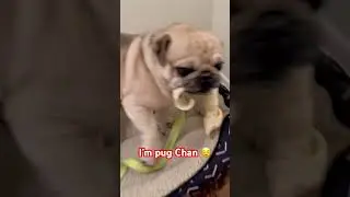 I&rsquo;m pug Chan 🥰🎶 #shortvideo  #funnyshorts  #cute #puppy #dog #cutedog #pug