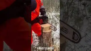 Tree climber personal service cutting